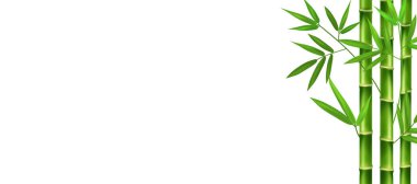 Dalları ve yaprakları olan yeşil gerçekçi bambuların dikey sapları.