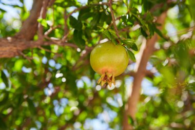 Olgunlaşmamış yeşil nar meyve