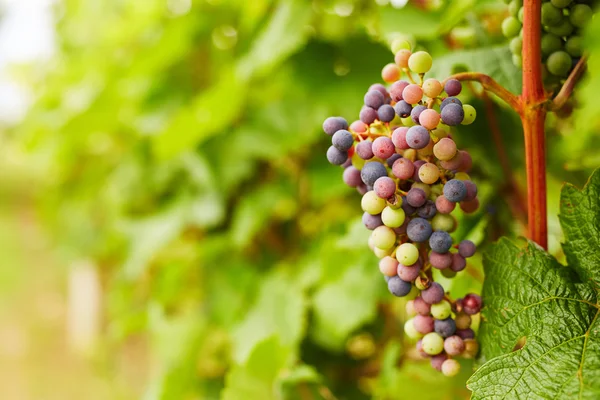 Bunch of unripe grapes — Stock Photo, Image