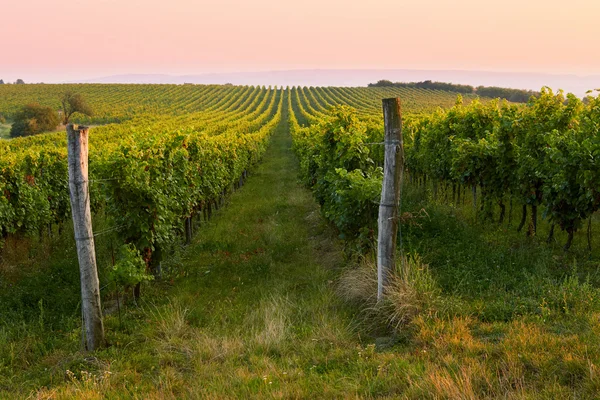 Evening view of the vineyards. Toned at sunset — Stock Photo, Image