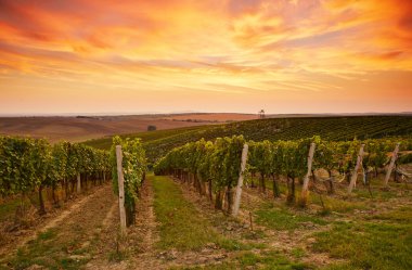 Bağ manzara Moravya