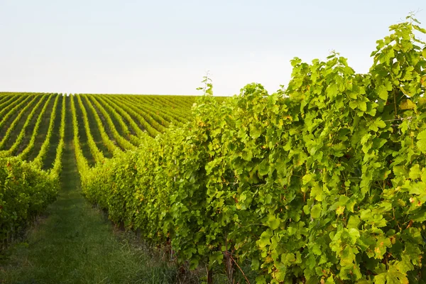 Rows of grape vines — Stock Photo, Image
