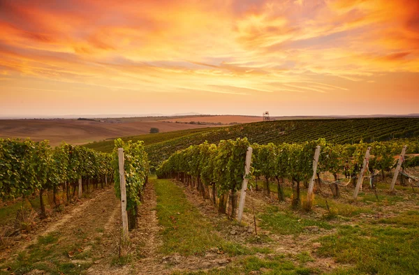 Wijngaard landschap in Moravië — Stockfoto