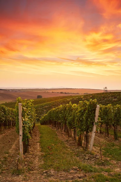 Beautiful grape vines in Moravia — Stock Photo, Image