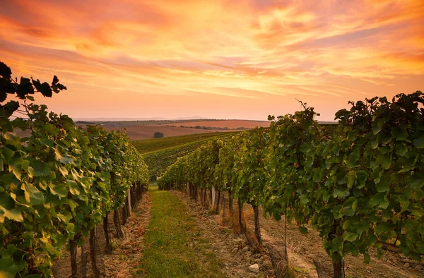 Grape vines in Moravia at sunset — Stock Photo, Image