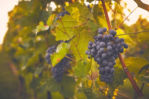 Ramo de uvas vermelhas — Fotografia de Stock