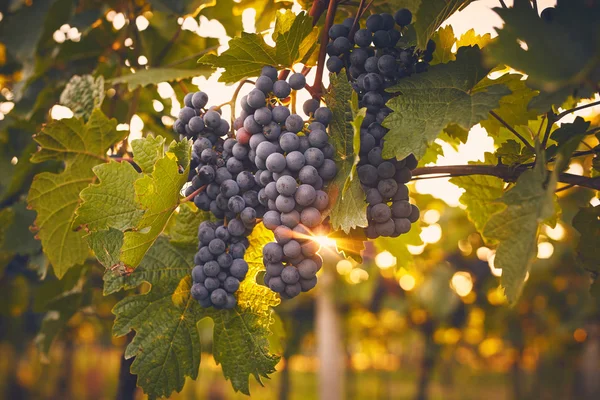 Viñas de uva al atardecer — Foto de Stock