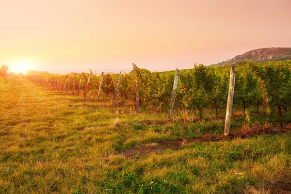 Vinrankor i solnedgången — Stockfoto