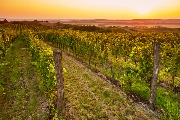Fält med vingårdar i solnedgången — Stockfoto