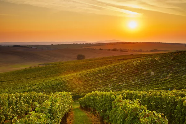 Viñedo al atardecer — Foto de Stock