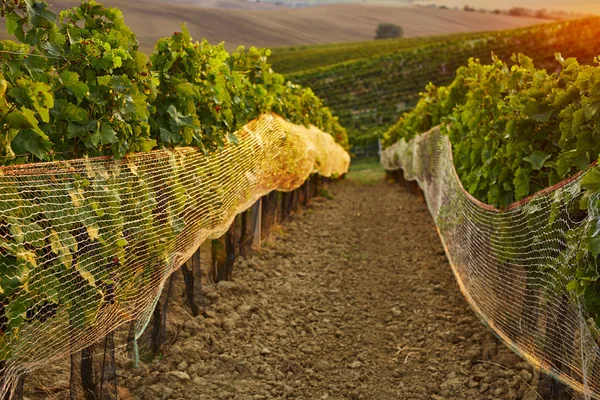 Filari di vigneto con reti di protezione — Foto Stock