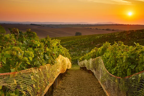 Виноградник с защитными сетями — стоковое фото