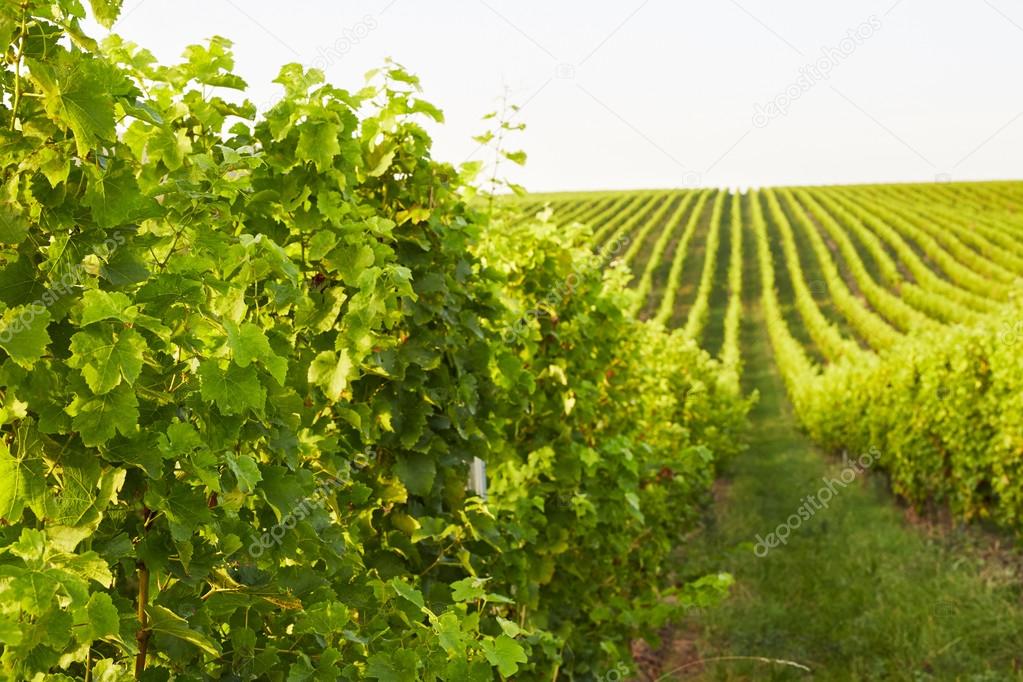 Rows of grape vines in Mikulov