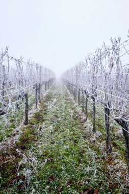 Sisteki bir sıra donmuş kış üzüm bağının görüntüsü
