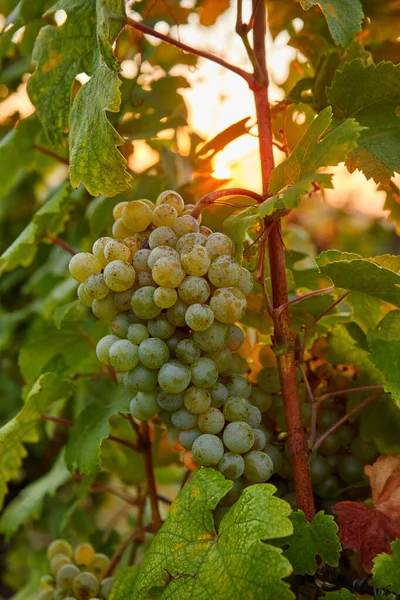 Yellow Grape Dew Vineyard Sunrise — Stock Photo, Image