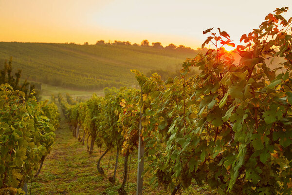 Vineyard valley at sunrise with sunbeams
