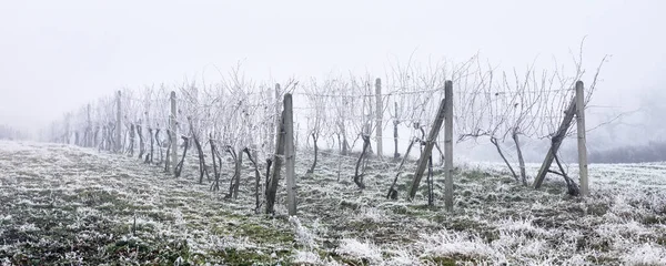 Зимний Пейзаж Виноградники Инеем Туманом — стоковое фото