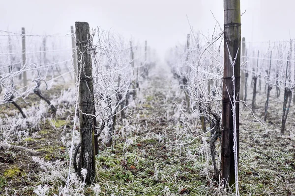 Ряды Зимних Виноградников Инеем Тумане — стоковое фото