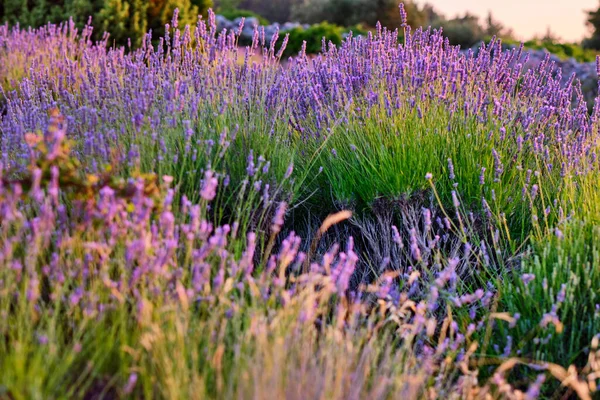 Blooming Lavender Field Hvar Croatia — Stock Photo, Image