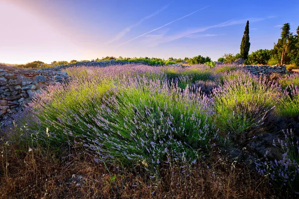 Bloeiend Lavendelveld Hvar Kroatië Rechtenvrije Stockfoto's