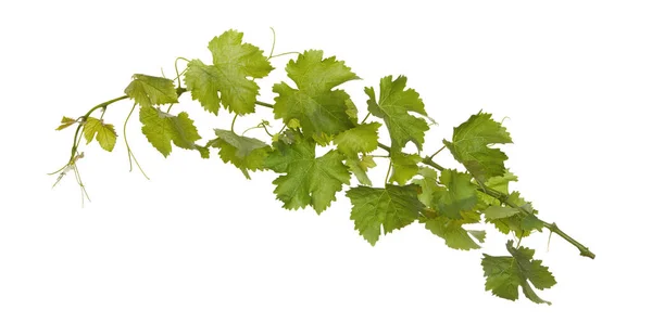 Branch Fresh Vine Isolated White Background Stock Photo