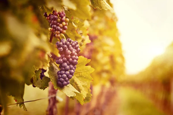 Viñedos al atardecer en la cosecha de otoño — Foto de Stock