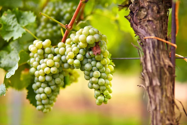 Tak van witte wijn druiven — Stockfoto