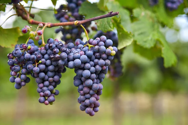 Ramo de uvas de vino tinto — Foto de Stock