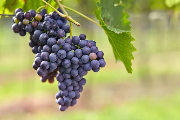 Ramo de uvas de vinho tinto — Fotografia de Stock