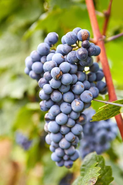 Отделение красного винограда — стоковое фото