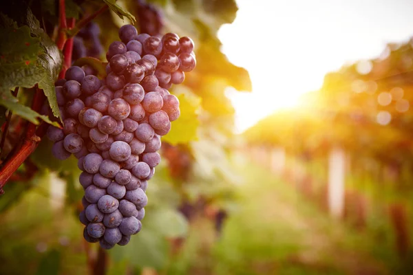 Vineyards at sunset in autumn harvest — Stock Photo, Image