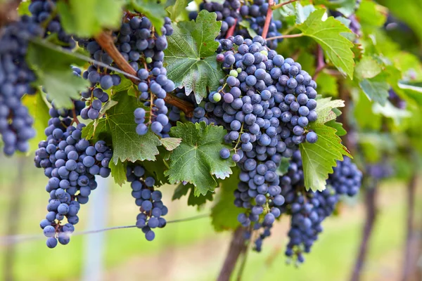 Ramo de uvas de vinho tinto — Fotografia de Stock