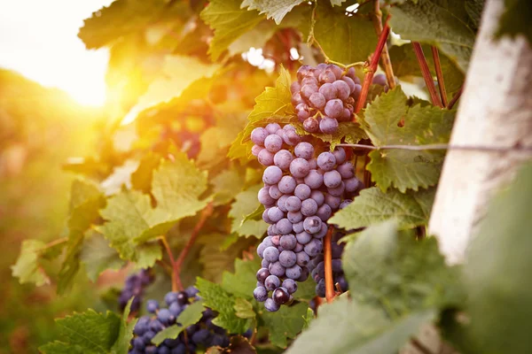 Weinberge bei Sonnenuntergang in der Herbsternte — Stockfoto