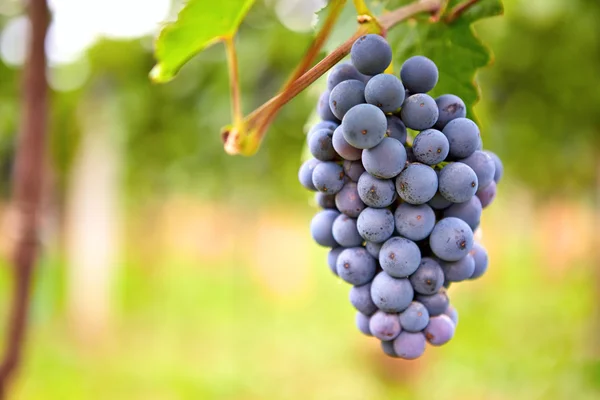 Branch of red wine grapes — Stock Photo, Image