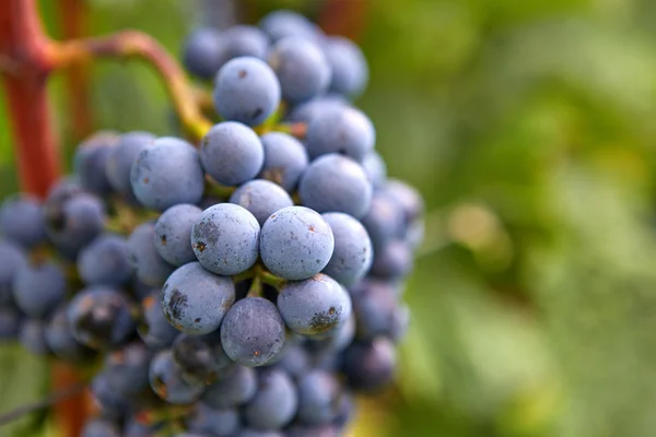 Ramo de uvas de vinho tinto — Fotografia de Stock