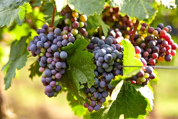 Branch of red wine grapes — Stock Photo, Image