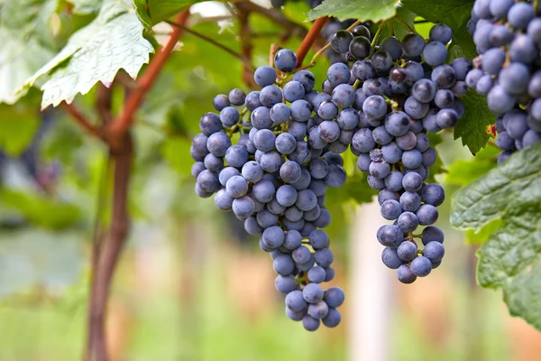 Ramo de uvas de vino tinto — Foto de Stock