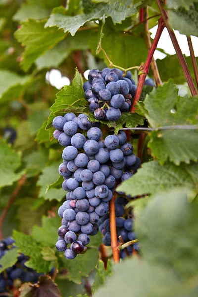 Branch of red wine grapes — Stock Photo, Image