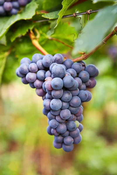 Branch of red wine grapes — Stock Photo, Image