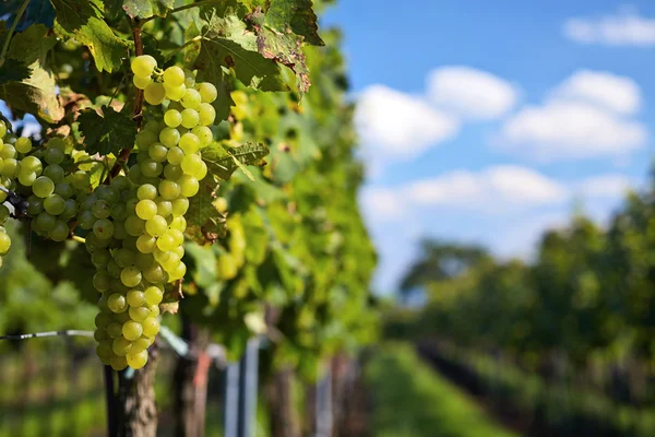 Rama de uvas de vino blanco — Foto de Stock