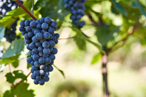 Branch of red wine grapes — Stock Photo, Image