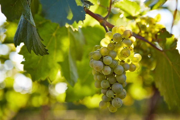 Rama de uvas de vino blanco — Foto de Stock