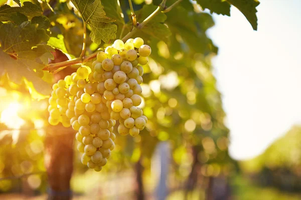 Viñedos al atardecer en la cosecha de otoño — Foto de Stock