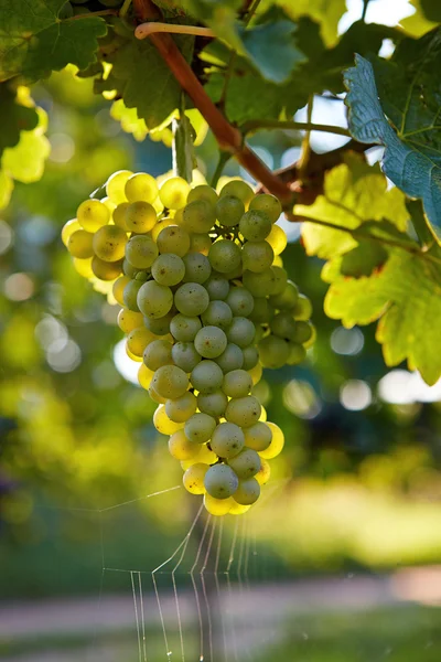 Branch of white wine grapes — Stock Photo, Image