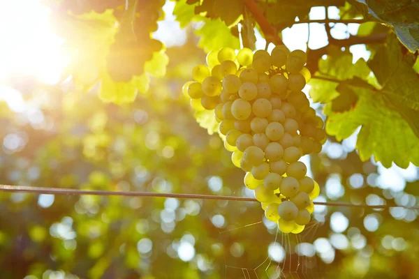 Wijngaarden bij zonsondergang in de herfst oogst — Stockfoto