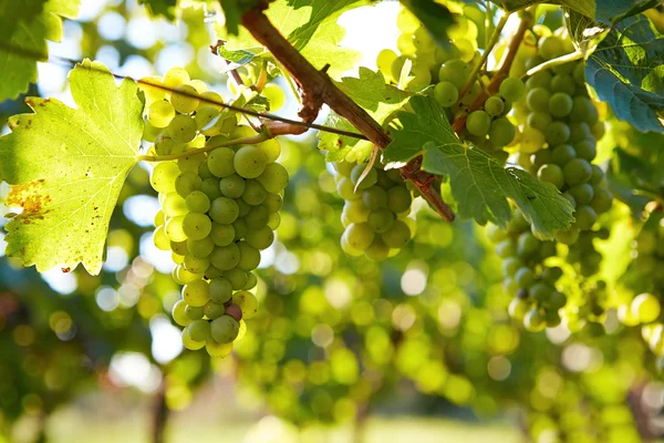 Rama de uvas de vino blanco — Foto de Stock