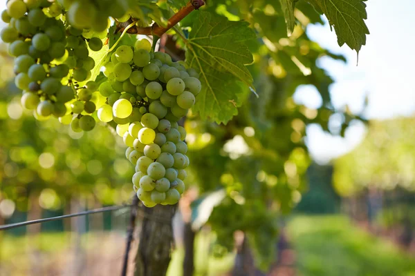 Branch of white wine grapes — Stock Photo, Image