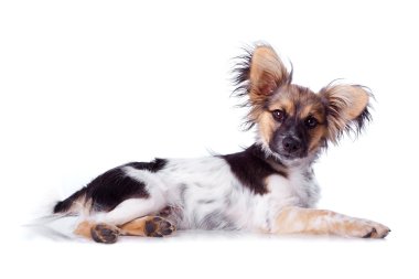 Papillon köpek beyaz zemin üzerine