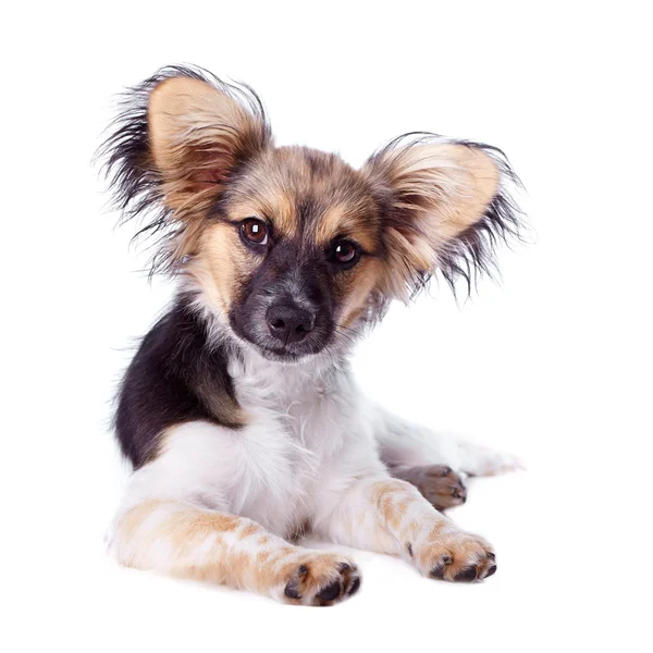 Papillon hond op een witte achtergrond — Stockfoto