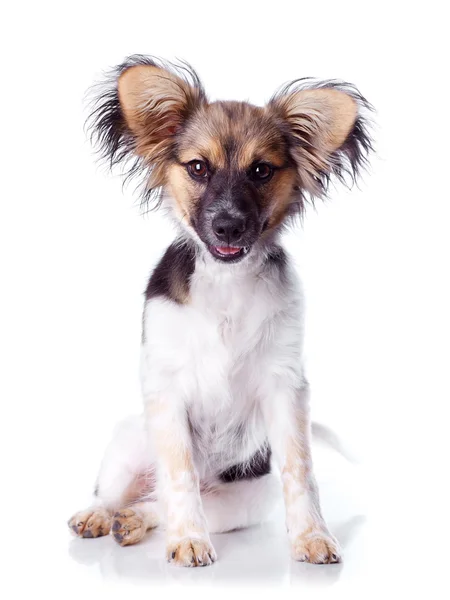 Papillon hond op een witte achtergrond — Stockfoto